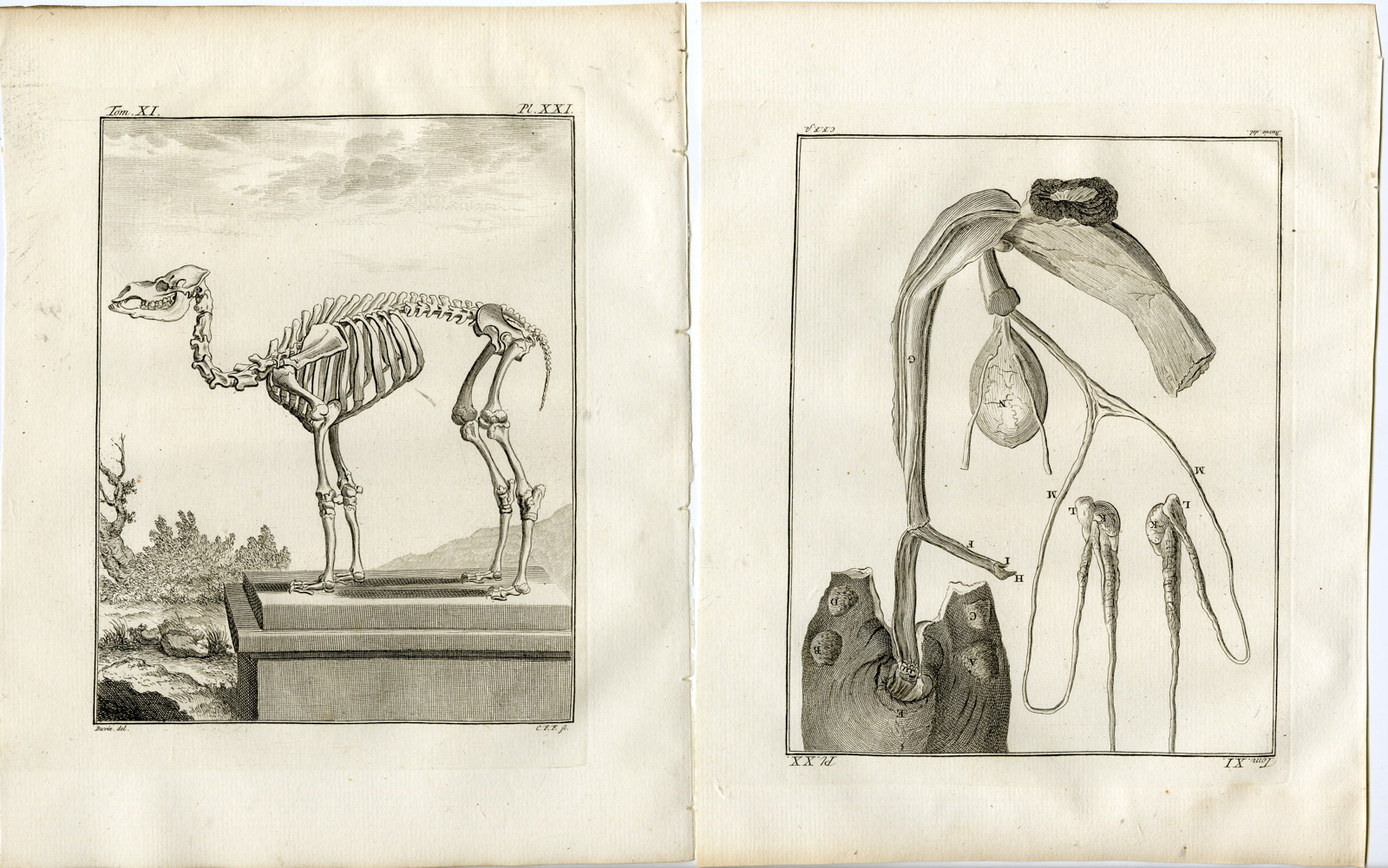 , 13 Antique Prints-DROMEDARY-CAMELUS DROMEDARIUS-PL. 9-21-Fritsch-Buffon-1779, Pictura Antique Prints