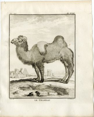 3 Antique Prints-BACTRIAN CAMEL-CAMELUS BACTRIANUS-PL. 22-24-Fritsch-Buffon-1779