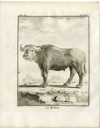 4 Antique Prints-WATER BUFFALO-BUBALIS-ANATOMY-PL. 25-28-Fritsch-Buffon-1779
