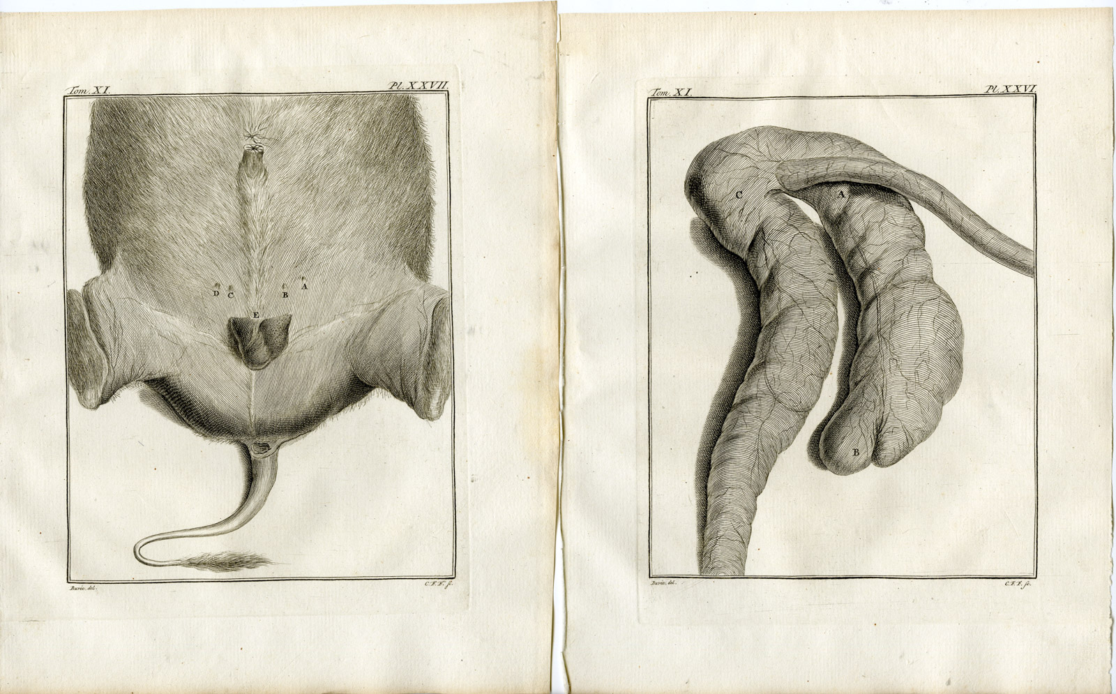 , 4 Antique Prints-WATER BUFFALO-BUBALIS-ANATOMY-PL. 25-28-Fritsch-Buffon-1779, Pictura Antique Prints