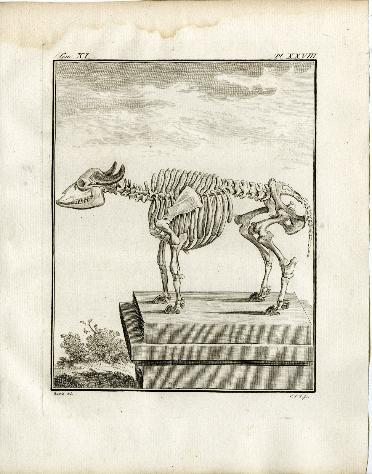 , 4 Antique Prints-WATER BUFFALO-BUBALIS-ANATOMY-PL. 25-28-Fritsch-Buffon-1779, Pictura Antique Prints