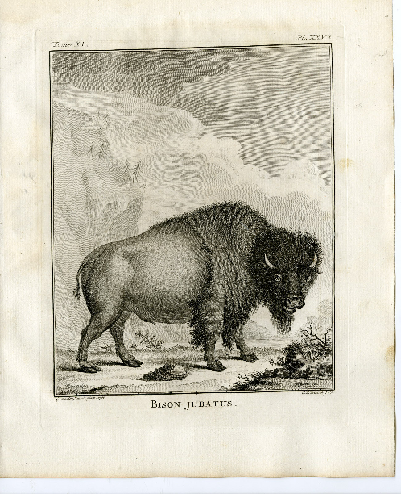 , Antique Print-AMERICAN BISON-BUFFALO-PL. 25-Fritsch-Buffon-1779, Pictura Antique Prints