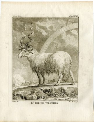 2 Antique Prints-VALACHIAN SHEEP-BELIER VALACHIEN-PL.27-28-de Bakker-Buffon-1779