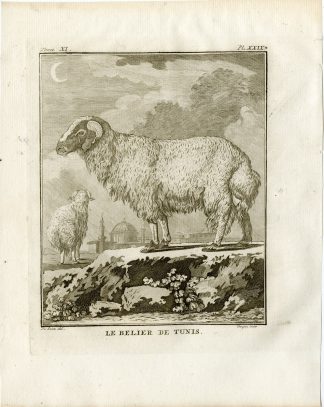 Antique Print-TUNESIAN BARBARIN-SHEEP-PL. 29-Fringham-Buffon-1779