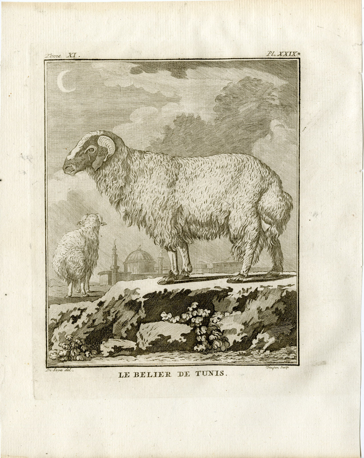 , Antique Print-TUNESIAN BARBARIN-SHEEP-PL. 29-Fringham-Buffon-1779, Pictura Antique Prints