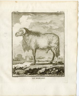 Antique Print-MORVANT-SHEEP-PL. 30-Fringham-Buffon-1779