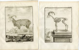 2 Antique Prints-MOUFLON-OVIS GMELINI-SKELETON-PL. 29-30-Fritsch-Buffon-1779