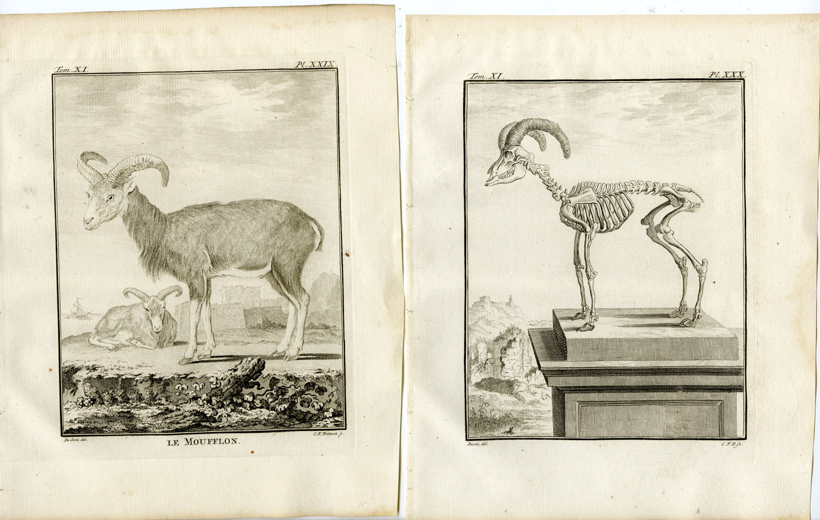 , 2 Antique Prints-MOUFLON-OVIS GMELINI-SKELETON-PL. 29-30-Fritsch-Buffon-1779, Pictura Antique Prints