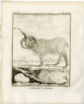 2 Antique Prints-ICELANDIC SHEEP-PL. 31-32-Fritsch-Buffon-1779