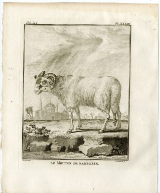 Antique Print-BARBARY SHEEP-AMMOTRAGUS LERVIA-PL. 33-Fritsch-Buffon-1779