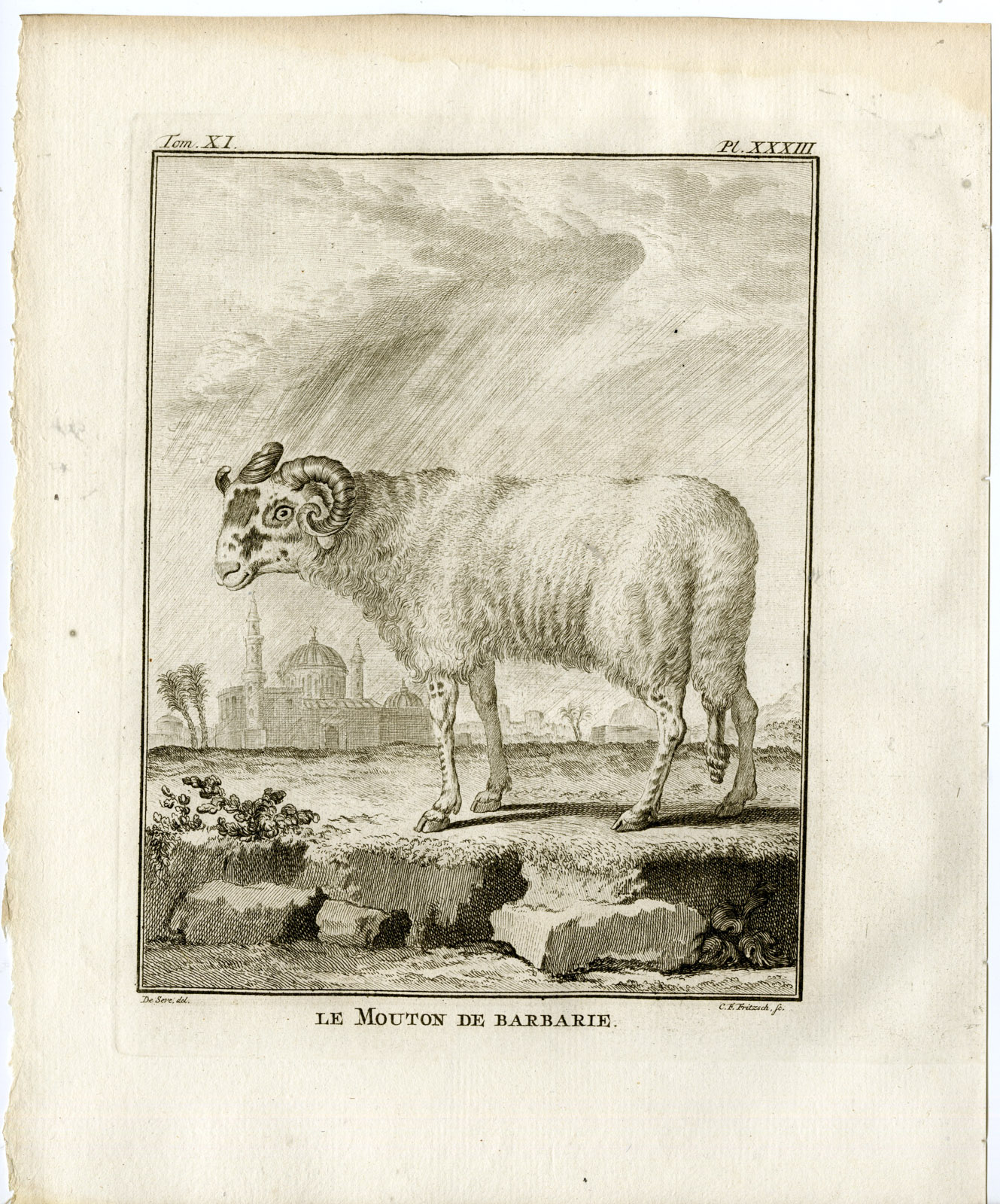 , Antique Print-BARBARY SHEEP-AMMOTRAGUS LERVIA-PL. 33-Fritsch-Buffon-1779, Pictura Antique Prints