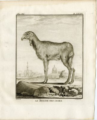 4 Antique Prints-INDIAN SHEEP-ORGAN-PL. 34-37-Fritsch-Buffon-1779