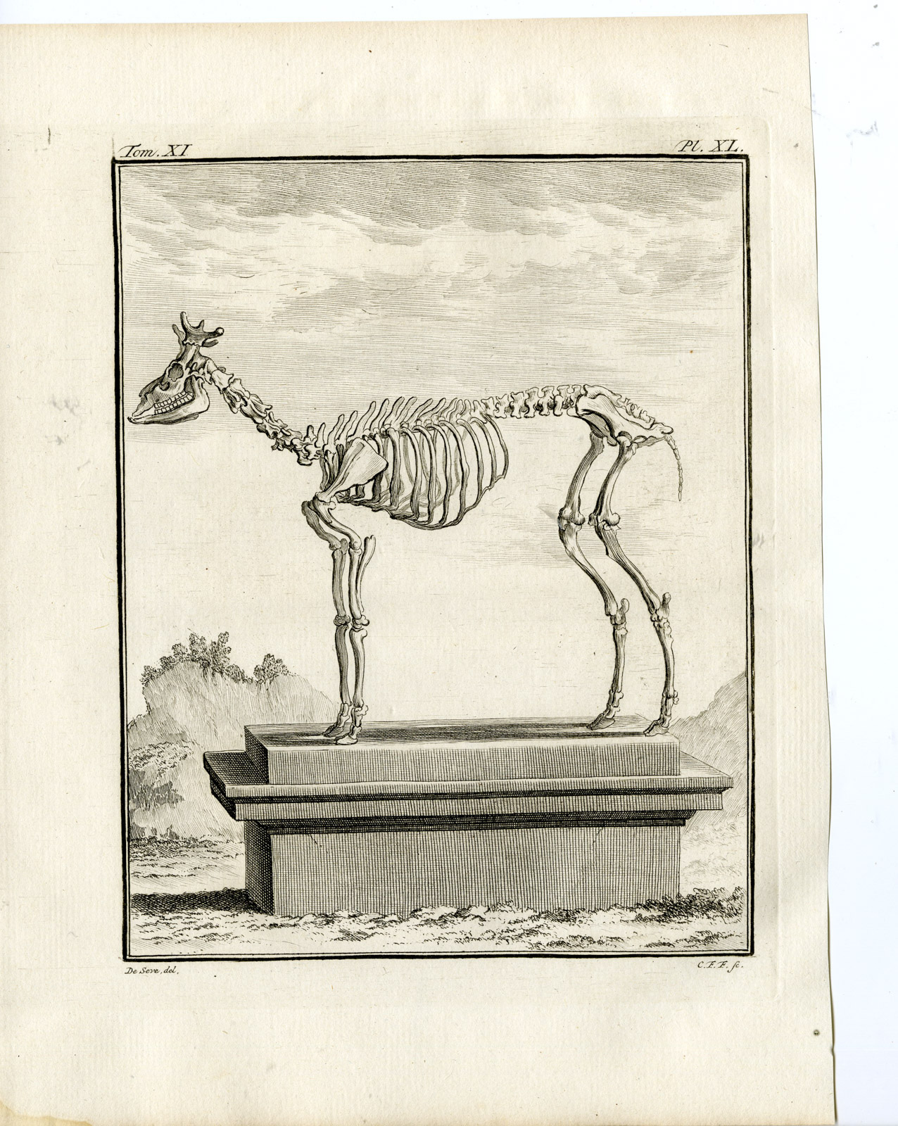 , 3 Antique Prints-CHITAL-AXIS DEER-SPOTTED-SKELETON-PL. 38-40-Fritsch-Buffon-1779, Pictura Antique Prints