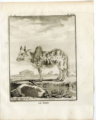 Antique Print-ZEBU-BOS TAURUS INDICUS-PL. 42-Fritsch-Buffon-1779