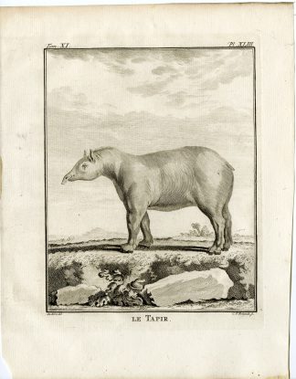 3 Antique Prints-TAPIR-MALE-FEMALE-PL. 43-45-Fritsch-Buffon-1779