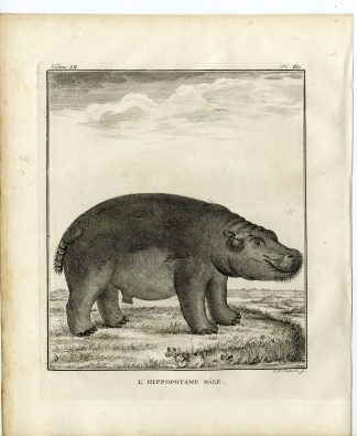9 Antique Prints-HIPPOPOTAMUS AMPHIBIUS-ANATOMY-P.3-7-Fritsch-Buffon-1781