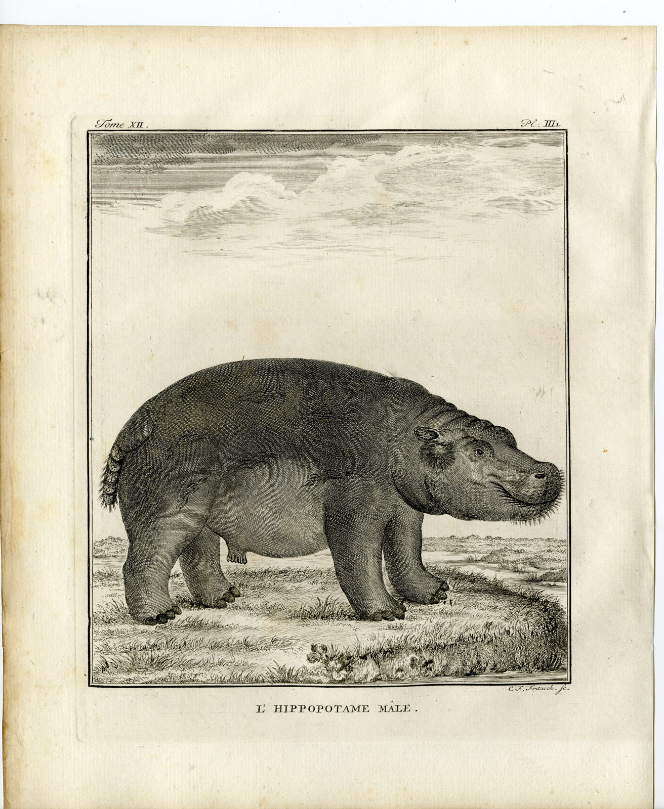 , 9 Antique Prints-HIPPOPOTAMUS AMPHIBIUS-ANATOMY-P.3-7-Fritsch-Buffon-1781, Pictura Antique Prints
