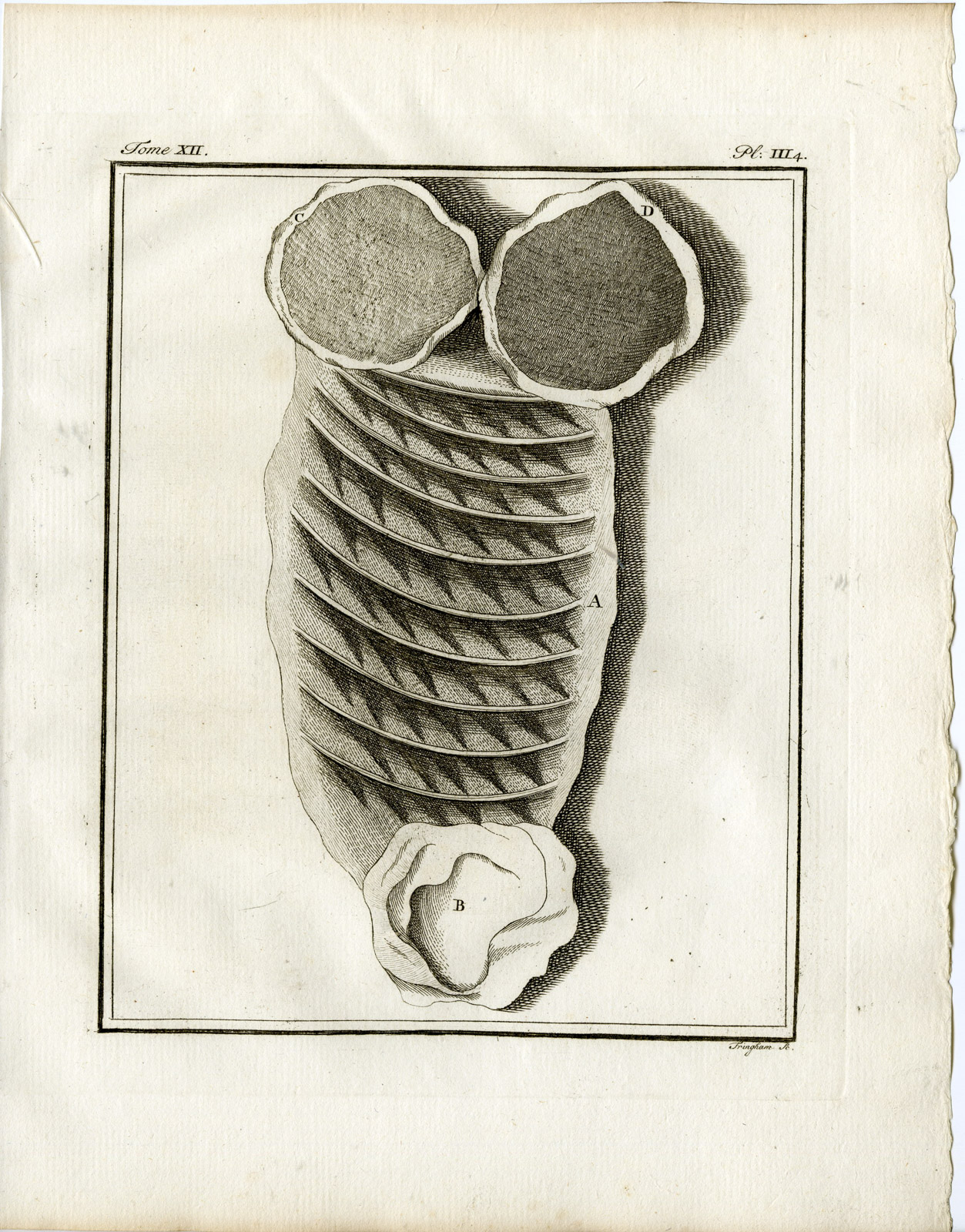 , 9 Antique Prints-HIPPOPOTAMUS AMPHIBIUS-ANATOMY-P.3-7-Fritsch-Buffon-1781, Pictura Antique Prints