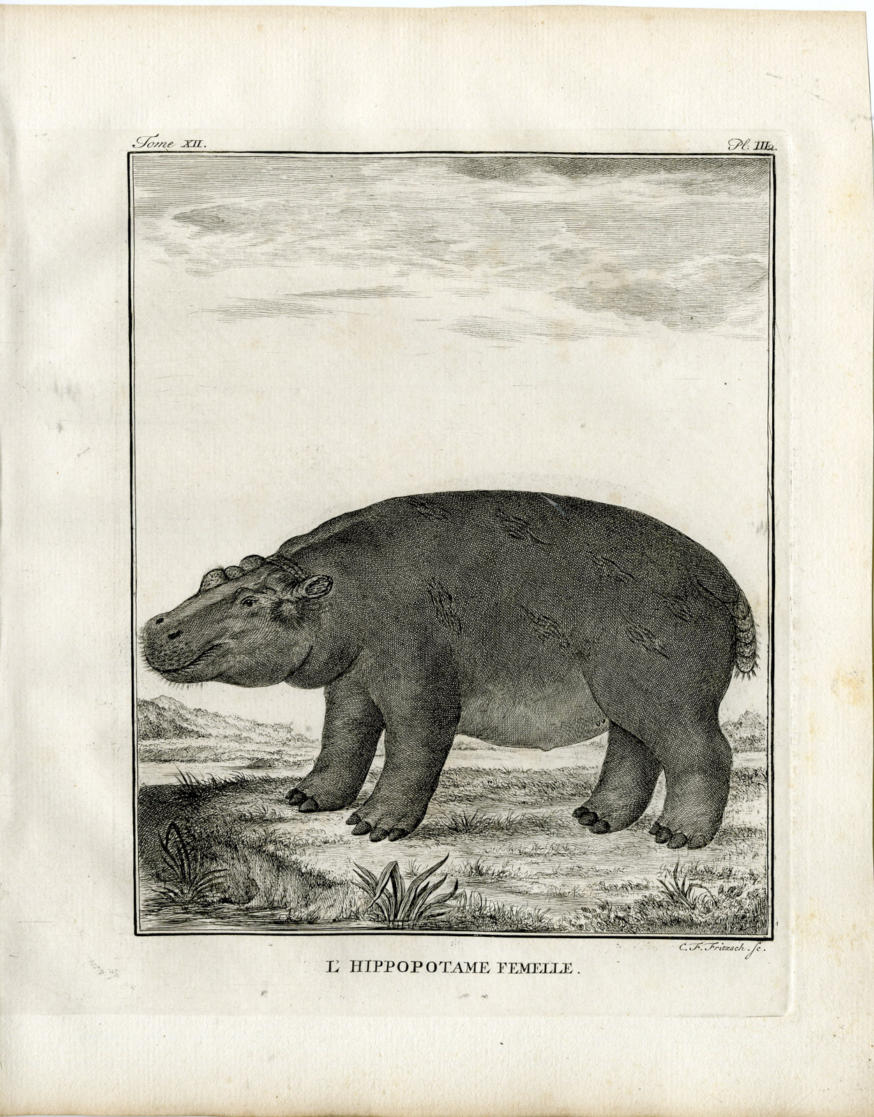 , 9 Antique Prints-HIPPOPOTAMUS AMPHIBIUS-ANATOMY-P.3-7-Fritsch-Buffon-1781, Pictura Antique Prints