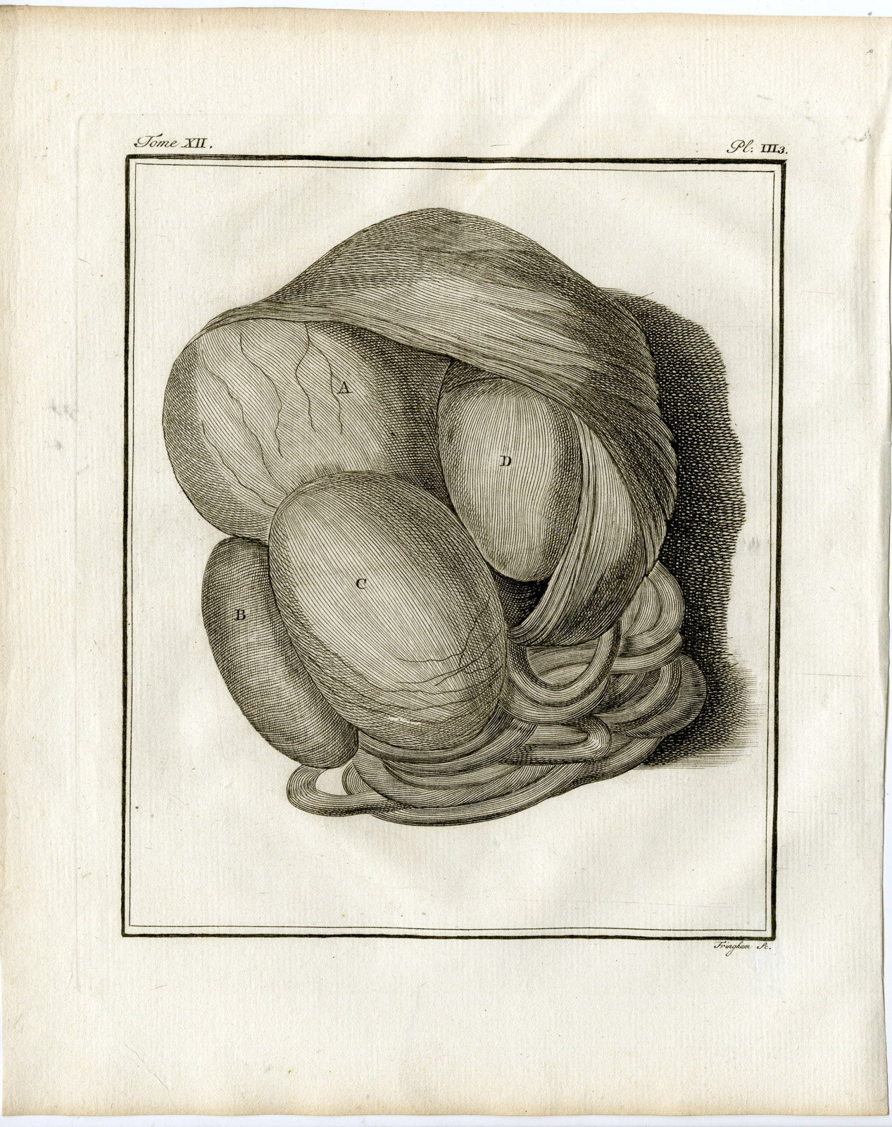 , 9 Antique Prints-HIPPOPOTAMUS AMPHIBIUS-ANATOMY-P.3-7-Fritsch-Buffon-1781, Pictura Antique Prints