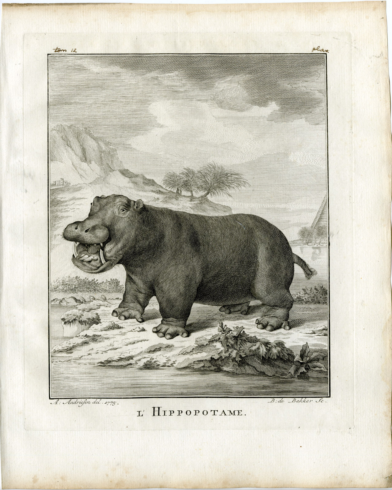 , 9 Antique Prints-HIPPOPOTAMUS AMPHIBIUS-ANATOMY-P.3-7-Fritsch-Buffon-1781, Pictura Antique Prints