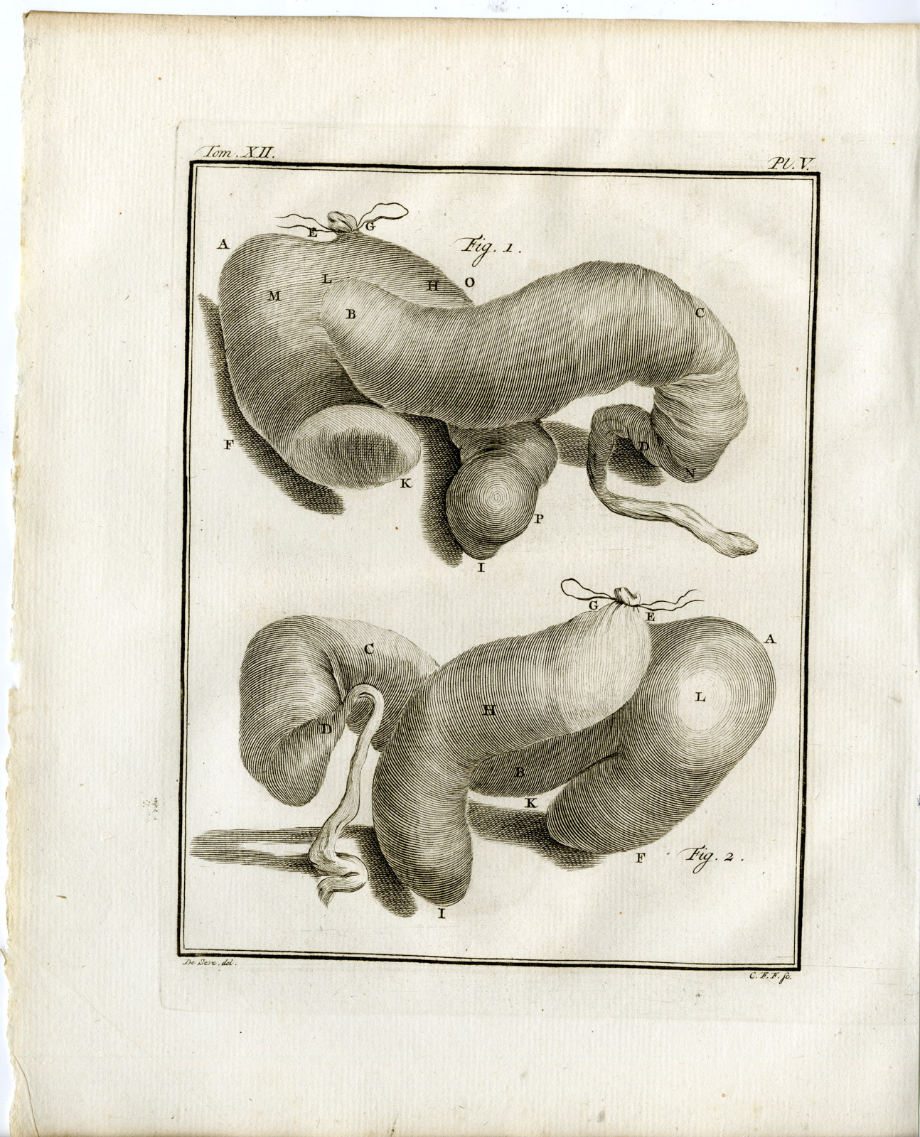 , 9 Antique Prints-HIPPOPOTAMUS AMPHIBIUS-ANATOMY-P.3-7-Fritsch-Buffon-1781, Pictura Antique Prints
