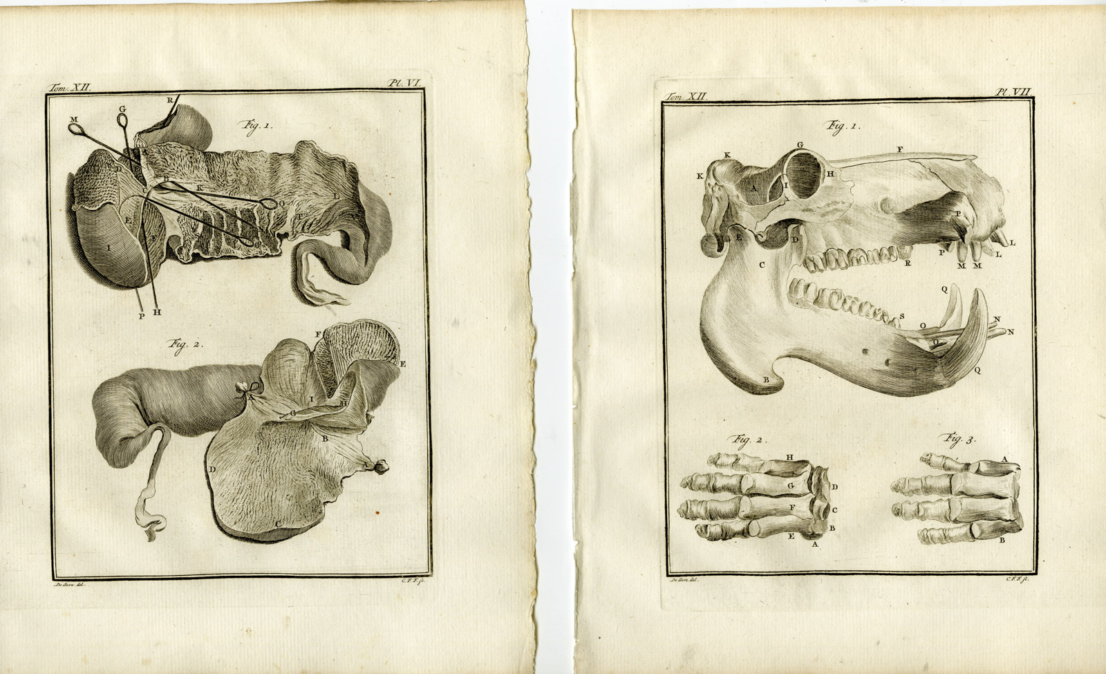 , 9 Antique Prints-HIPPOPOTAMUS AMPHIBIUS-ANATOMY-P.3-7-Fritsch-Buffon-1781, Pictura Antique Prints