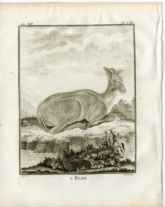 4 Antique Prints-MOOSE-ELK-ALCES ALCES-ANTLER-P.8-10-Fritsch-Buffon-1781