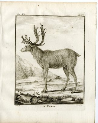 4 Antique Prints-RANGIFER TARANDUS-REINDEER-SKELETON-P.11-14-Fritsch-Buffon-1781