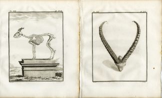 2 Antique Prints-ALPINE IBEX-STEINBOCK-BOUQUETIN-CAPRA-P.16-Fritsch-Buffon-1781
