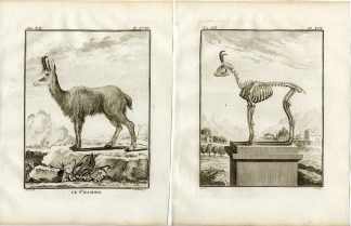 2 Antique Prints-CHAMOIS-RUPICAPRA-SKELETON-P.18-19-Fritsch-Buffon-1781