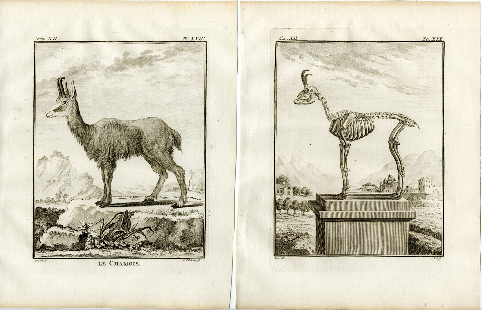 , 2 Antique Prints-CHAMOIS-RUPICAPRA-SKELETON-P.18-19-Fritsch-Buffon-1781, Pictura Antique Prints