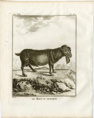 Antique Print-AFRICAN GOAT-BOUC-AFRIQUE-P.20-de Bakker-Buffon-1781
