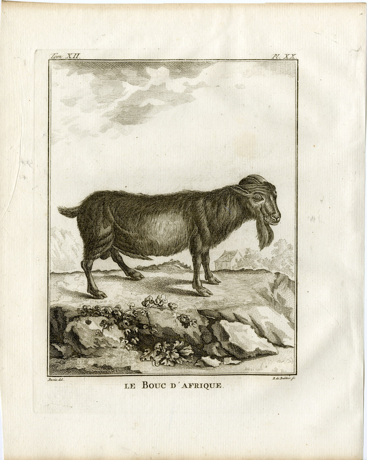, Antique Print-AFRICAN GOAT-BOUC-AFRIQUE-P.20-de Bakker-Buffon-1781, Pictura Antique Prints