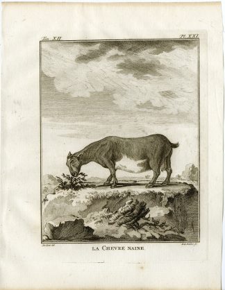 Antique Print-AMERICAN PYGMY-GOAT-CHEVRE NAINE-P.21-de Bakker-Buffon-1781