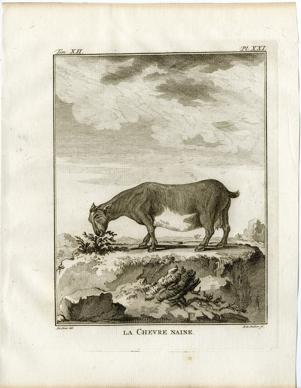 , Antique Print-AMERICAN PYGMY-GOAT-CHEVRE NAINE-P.21-de Bakker-Buffon-1781, Pictura Antique Prints