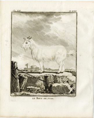 3 Antique Prints-GOAT-BOUC DE JUDA-SKELETON-P.22-24-Fritsch-Buffon-1781