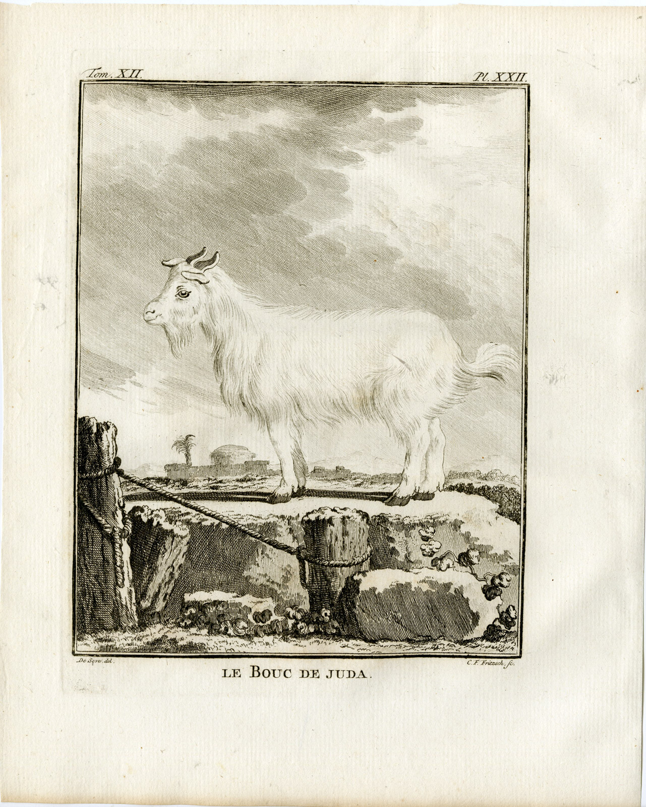 , 3 Antique Prints-GOAT-BOUC DE JUDA-SKELETON-P.22-24-Fritsch-Buffon-1781, Pictura Antique Prints