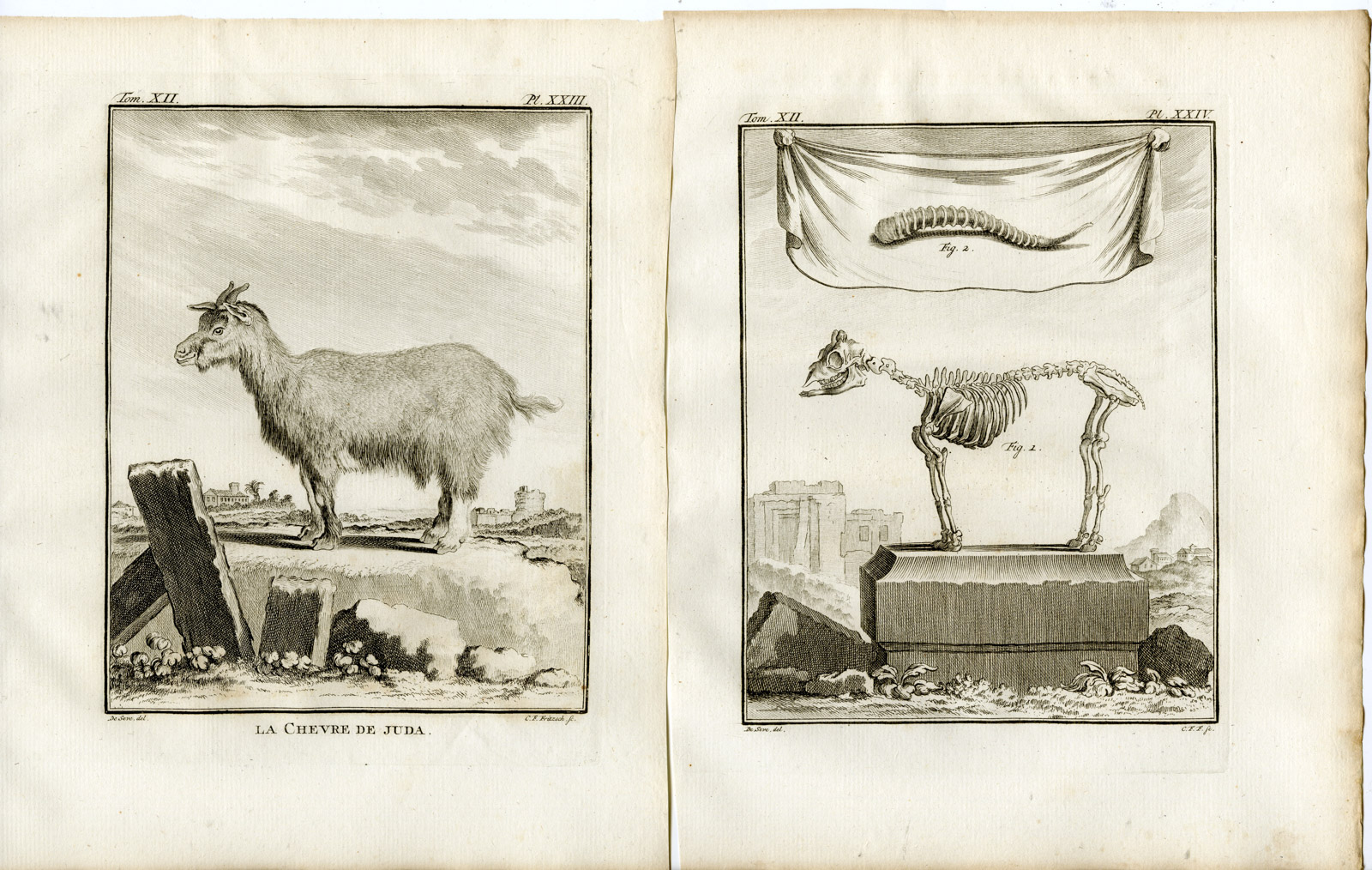 , 3 Antique Prints-GOAT-BOUC DE JUDA-SKELETON-P.22-24-Fritsch-Buffon-1781, Pictura Antique Prints