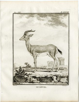 Antique Print-GAZELLE-ANTELOPE-KEVEL-P.28-Fritsch-Buffon-1781