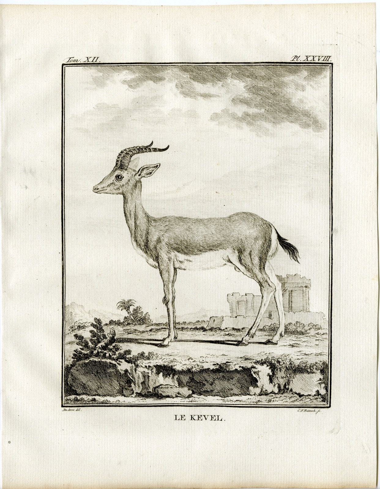 , Antique Print-GAZELLE-ANTELOPE-KEVEL-P.28-Fritsch-Buffon-1781, Pictura Antique Prints