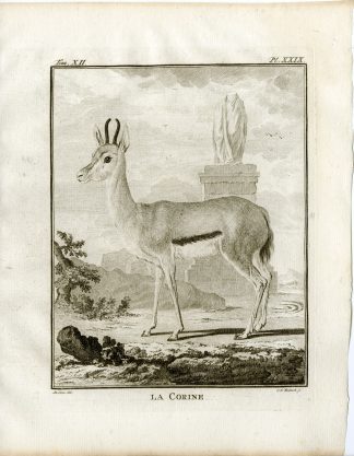 7 Antique Prints-GAZELLE-CORINE-ANATOMY-HORN-P.29-35-Fritsch-Buffon-1781