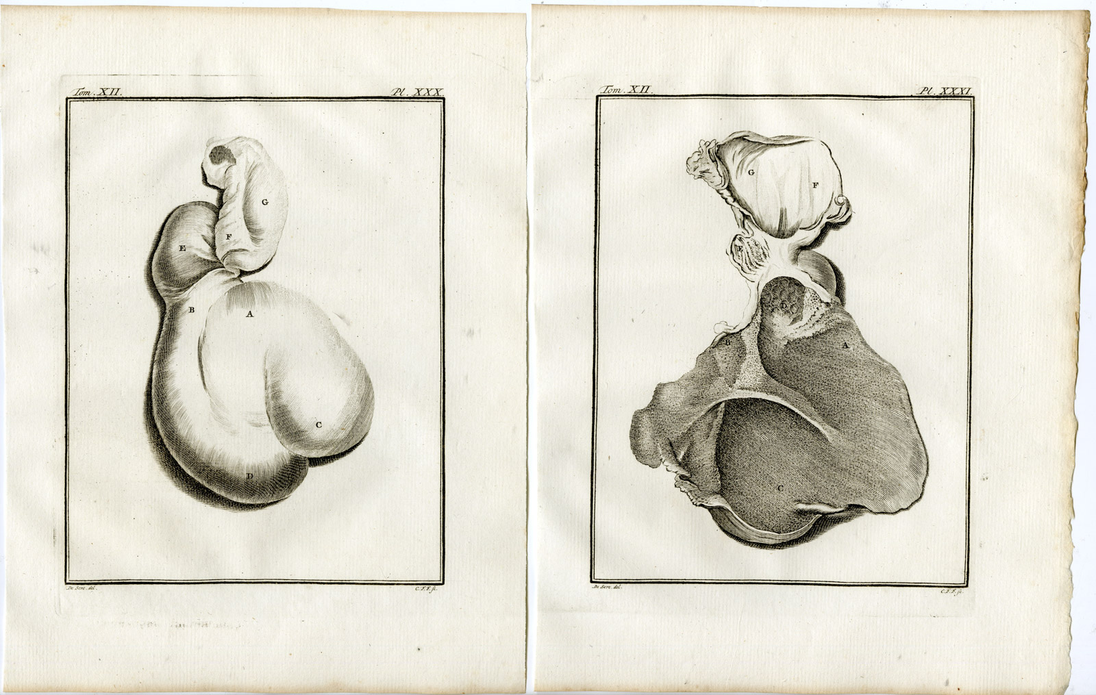Pco 19490 416x264 7 Antique Prints-GAZELLE-CORINE-ANATOMY-HORN-P.29-35-Fritsch-Buffon-1781 - Image 2