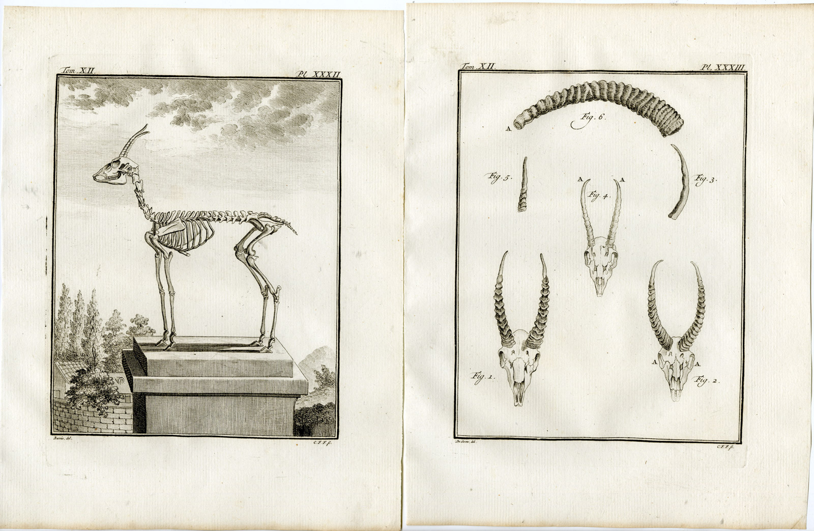Pco 19491 416x271 7 Antique Prints-GAZELLE-CORINE-ANATOMY-HORN-P.29-35-Fritsch-Buffon-1781 - Image 3