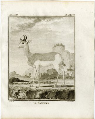 Antique Print-ANTELOPE-NANGUER-P.36-Fritsch-Buffon-1781