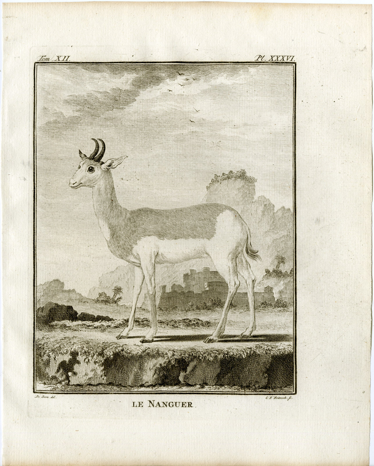 , Antique Print-ANTELOPE-NANGUER-P.36-Fritsch-Buffon-1781, Pictura Antique Prints