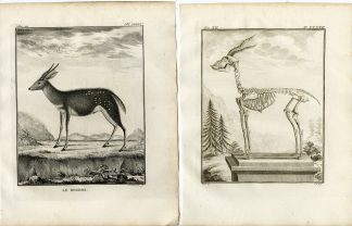 6 Antique Prints-BUSHBUCK-TRAGELAPHUS SCRIPTUS-P.36-41-Fritsch-Buffon-1781