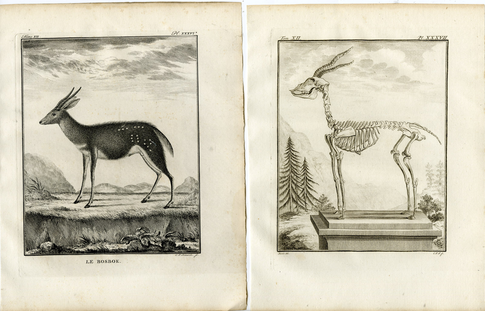 , 6 Antique Prints-BUSHBUCK-TRAGELAPHUS SCRIPTUS-P.36-41-Fritsch-Buffon-1781, Pictura Antique Prints