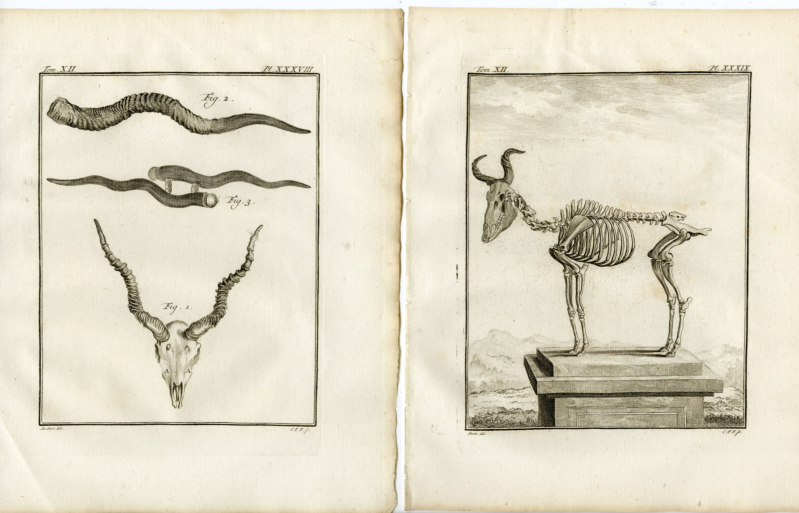, 6 Antique Prints-BUSHBUCK-TRAGELAPHUS SCRIPTUS-P.36-41-Fritsch-Buffon-1781, Pictura Antique Prints