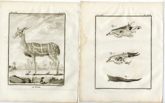 2 Antique Prints-BUSHBUCK-TRAGELAPHUS SCRIPTUS-GUIB-P.42-43-Fritsch-Buffon-1781